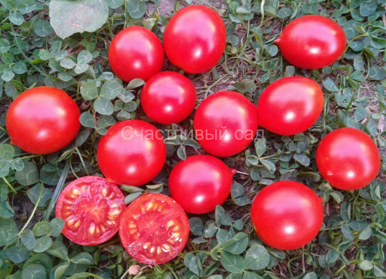 Riesentraube (Гигантская гроздь) Riesentraube (Гигантская гроздь)