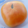 Dwarf Orange Cream (Гном Оранжевый Крем) Dwarf Orange Cream (Гном Оранжевый Крем)