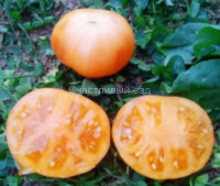 Dwarf Orange Cream (Гном Оранжевый Крем)