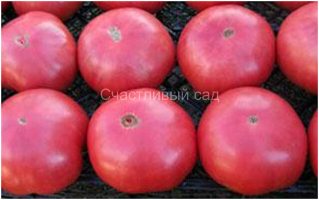 Lilac Giant (Сиреневый гигант) Lilac Giant (Сиреневый гигант)