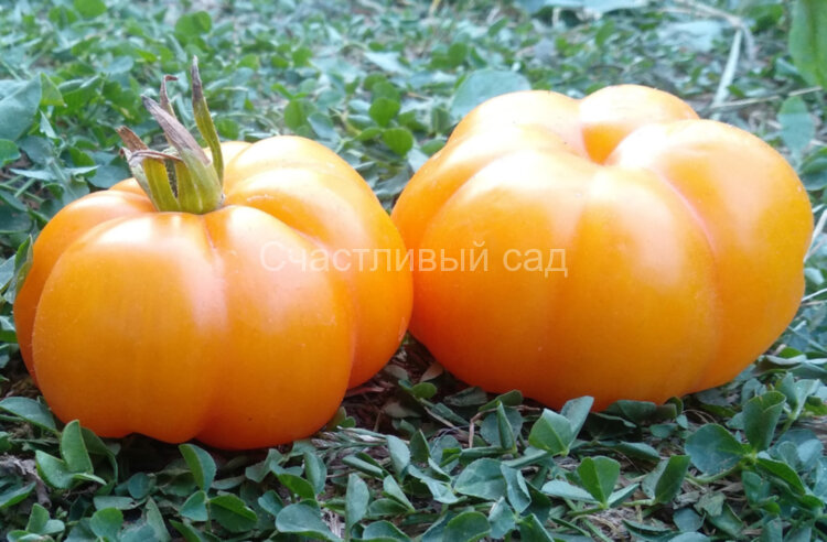 Желтый ребристый (Yellow Riffled) Желтый ребристый (Yellow Riffled)