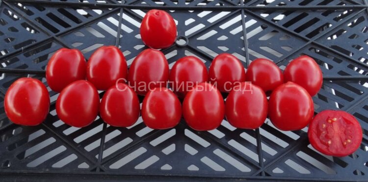 Tomatoberry (Клубничка) Tomatoberry (Клубничка)