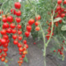 Tomatoberry (Клубничка) Tomatoberry (Клубничка)