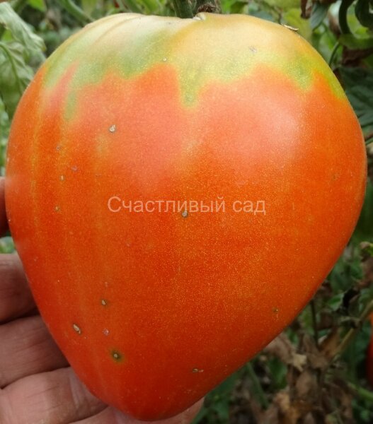 Strawberry German Red (Земляника немецкая красная) Strawberry German Red (Земляника немецкая красная)