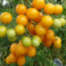 Супер сладкий жёлтый виноград Супер сладкий жёлтый виноград