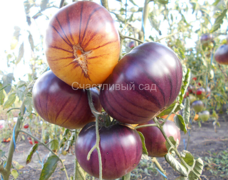 Sart Roloise (Сарт ролайз) Sart Roloise (Сарт ролайз)