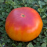 Пламя (Flame) Пламя (Flame)