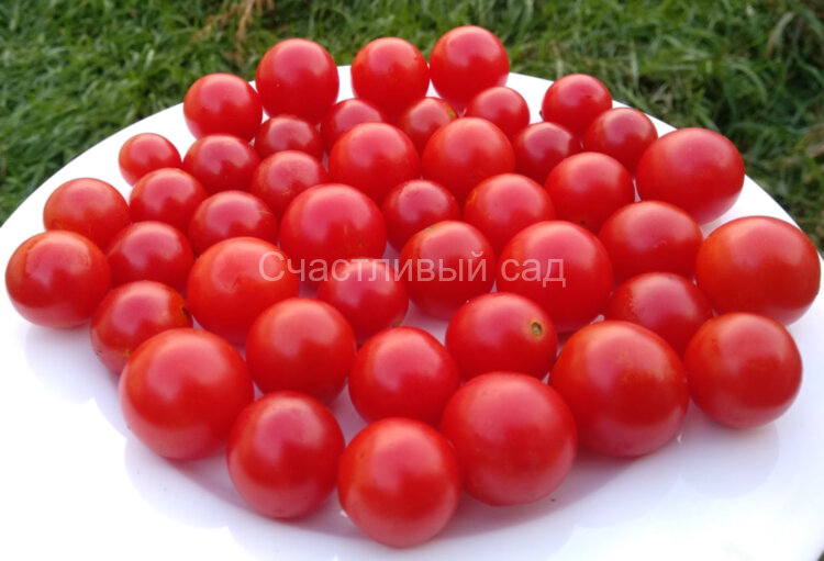 Амброзия красная Амброзия красная