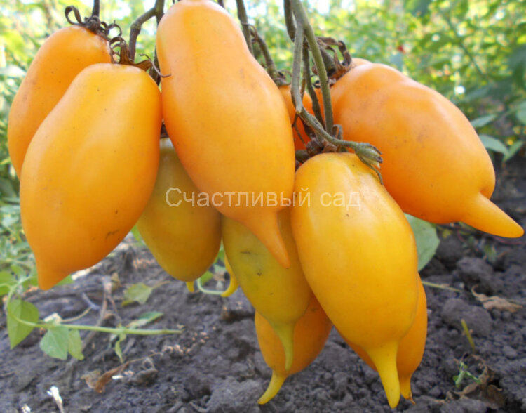 Золотая канарейка (Колибри) Золотая канарейка (Колибри)