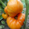 Orange Jazz (Оранжевый джаз)