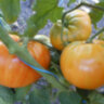 Orange Jazz (Оранжевый джаз)