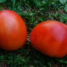 Dwarf Purple Heart (Гном Фиолетовое Сердце) Dwarf Purple Heart (Гном Фиолетовое Сердце)