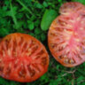 Dwarf Purple Heart (Гном Фиолетовое Сердце) Dwarf Purple Heart (Гном Фиолетовое Сердце)