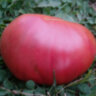 Dwarf Purple Heart (Гном Фиолетовое Сердце) Dwarf Purple Heart (Гном Фиолетовое Сердце)