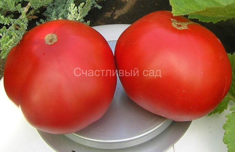 Бердский крупный Бердский крупный