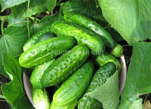 Огурец Феникс плюс
