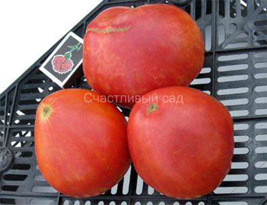 West Virginia Sweet meat (Западно-Вирджинский сладкомясый) West Virginia Sweet meat (Западно-Вирджинский сладкомясый)