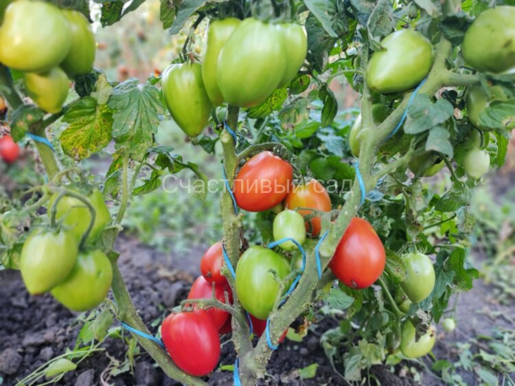 Dwarf Red Heart (Гном Красное сердце) Dwarf Red Heart (Гном Красное сердце)