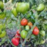 Dwarf Red Heart (Гном Красное сердце) Dwarf Red Heart (Гном Красное сердце)