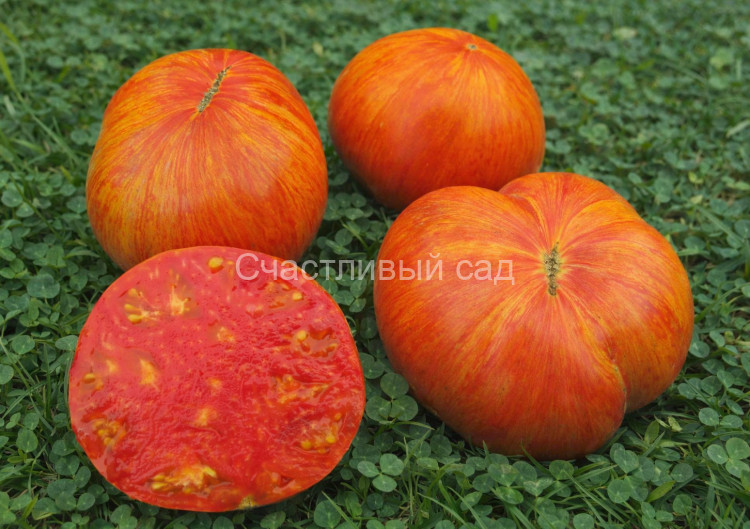 Beauty King (Король красоты) Beauty King (Король красоты)