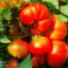 Scoresby Dwarf (Гном Скорсби) Scoresby Dwarf (Гном Скорсби)