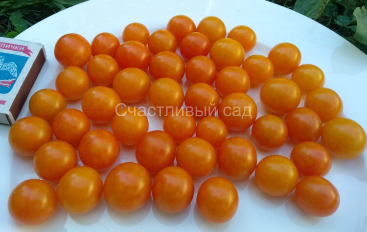 Капли дождя Капли дождя