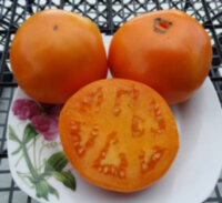 Persimmon (Хурма)
