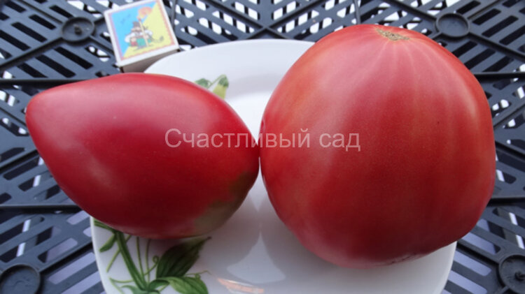 Yugo Rose (Юго Роуз) Yugo Rose (Юго Роуз)