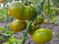 Max's Large Green (Большой зелёный Макса)