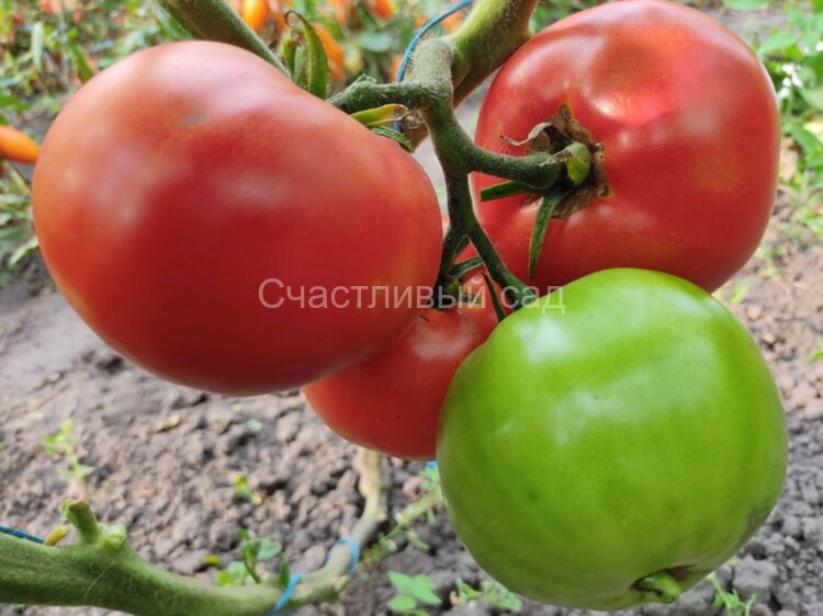 Хармония (Гармония) Хармония (Гармония)