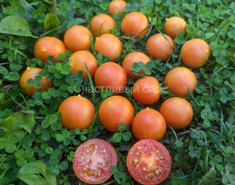 Gialletto Brindisino (Джаллетто Бриндизино)
