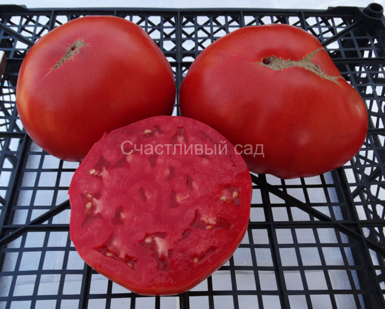 Delicious Hunt Strain (Восхитительная линия Ханта) Delicious Hunt Strain (Восхитительная линия Ханта)