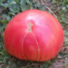 Delicious Hunt Strain (Восхитительная линия Ханта) Delicious Hunt Strain (Восхитительная линия Ханта)