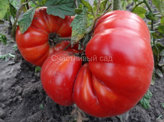 Watermelon (Арбуз) Watermelon (Арбуз)
