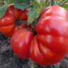 Watermelon (Арбуз) Watermelon (Арбуз)