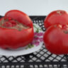 Watermelon (Арбуз) Watermelon (Арбуз)