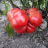 Watermelon (Арбуз)