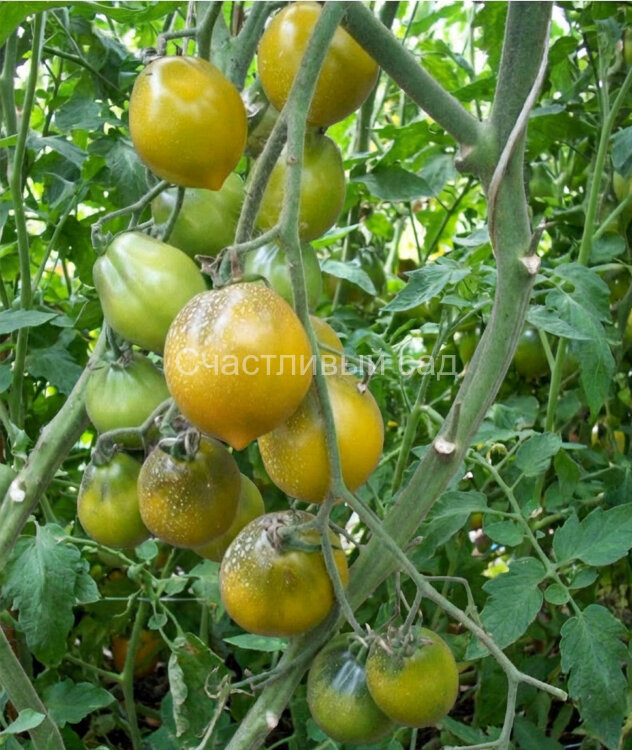 Прекрасная Смолка (Tar Tops) Прекрасная Смолка (Tar Tops)