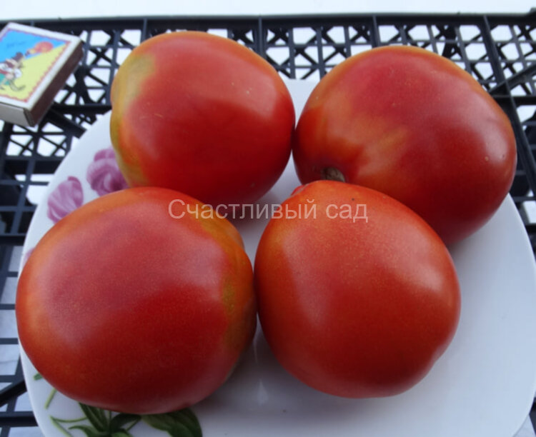 Dwarf Scarlet Heart (Гном Алое Сердце) Dwarf Scarlet Heart (Гном Алое Сердце)