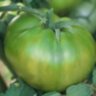 Зеленый ананас (Green Pineapple)
