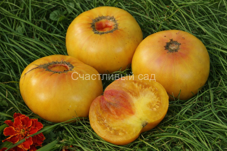 Rainbow Dwarf (Радужный гном) Rainbow Dwarf (Радужный гном)