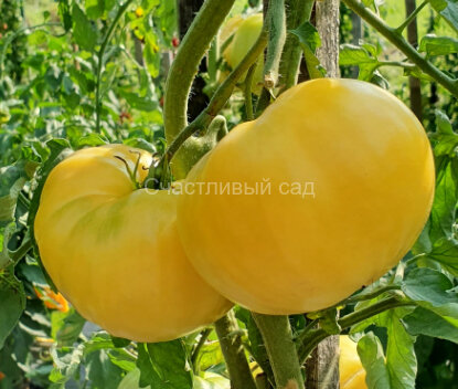 Желтое чудо Тома (Tom's Yellow Wonder) Желтое чудо Тома (Tom's Yellow Wonder)