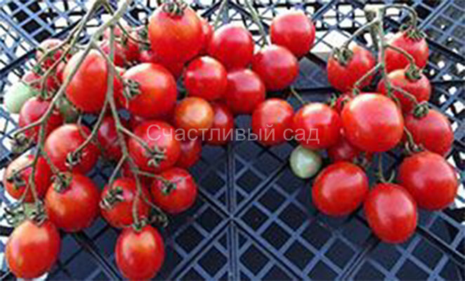 Монисто красное Монисто красное