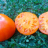 Strawberry German Yellow (Земляника немецкая желтая) Strawberry German Yellow (Земляника немецкая желтая)