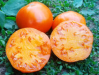 Strawberry German Yellow (Земляника немецкая желтая)