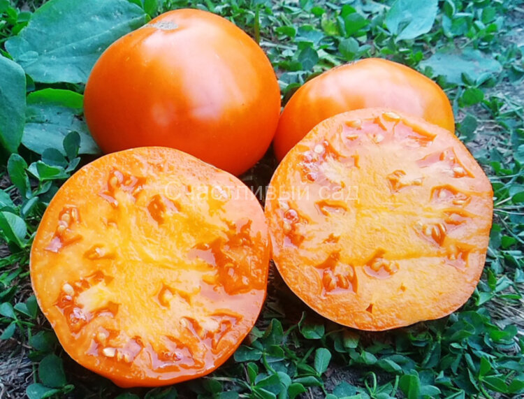 Strawberry German Yellow (Земляника немецкая желтая) Strawberry German Yellow (Земляника немецкая желтая)