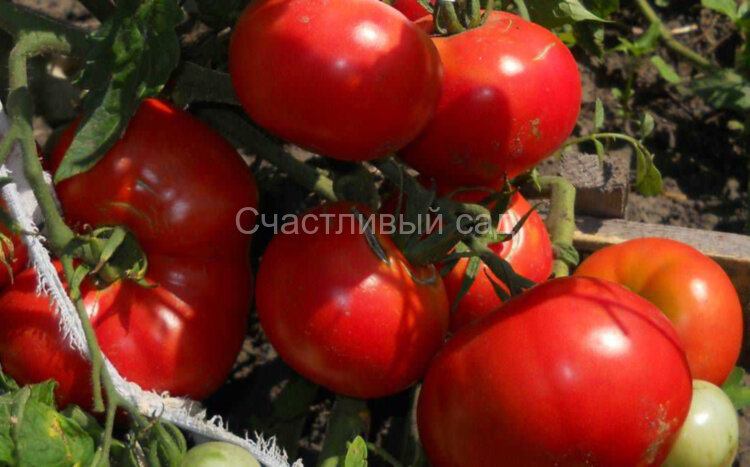 Мау Фей Мау Фей