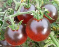 Sunshine Blue (Синий солнечный свет)