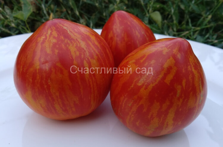 Dwarf Speckled Heart (Гном Крапчатое Сердце) Dwarf Speckled Heart (Гном Крапчатое Сердце)