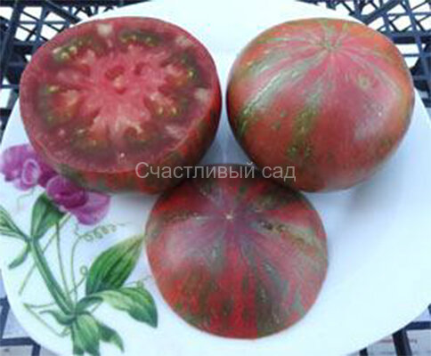 Kozula 125 Black-Pink Zebra (Козула 125 Черно-Розовая Зебра) Kozula 125 Black-Pink Zebra (Козула 125 Черно-Розовая Зебра)